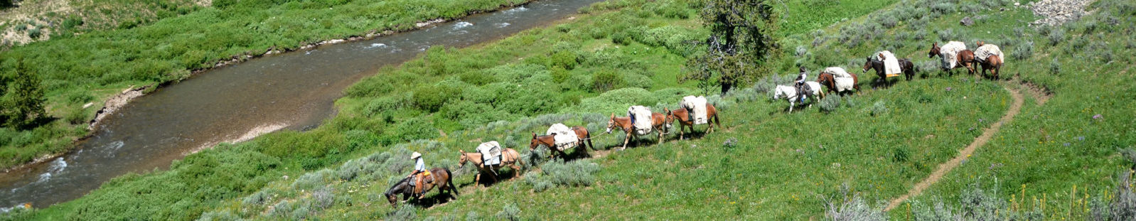 Line of Horses - Horse pack trips in Yellowstone
