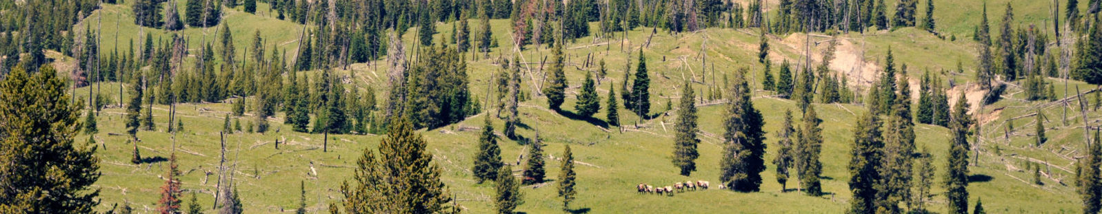 Horses in Forest - Horse pack trips in Yellowstone