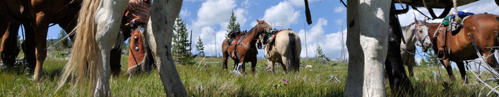 Horses in a Field - Yellowstone horseback riding trips