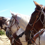 Paint, White, and Chestnut Horses - Horseback riding near Yellowstone