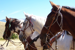 Paint, White, and Chestnut Horses