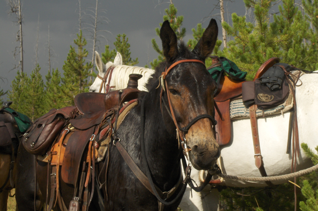Pack Mule - Horse pack trips in Yellowstone and Montana