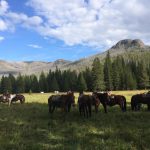 Horses Resting in the Shade - Yellowstone horseback rides