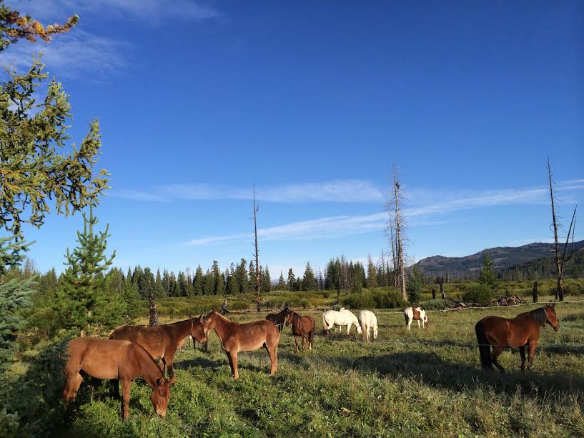 Horses Grazing in Yellowstone