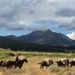 Horses and Mules - Yellowstone horse pack trips