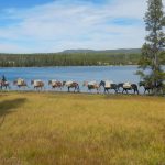 Horses Along the Water - Yellowstone horseback rides