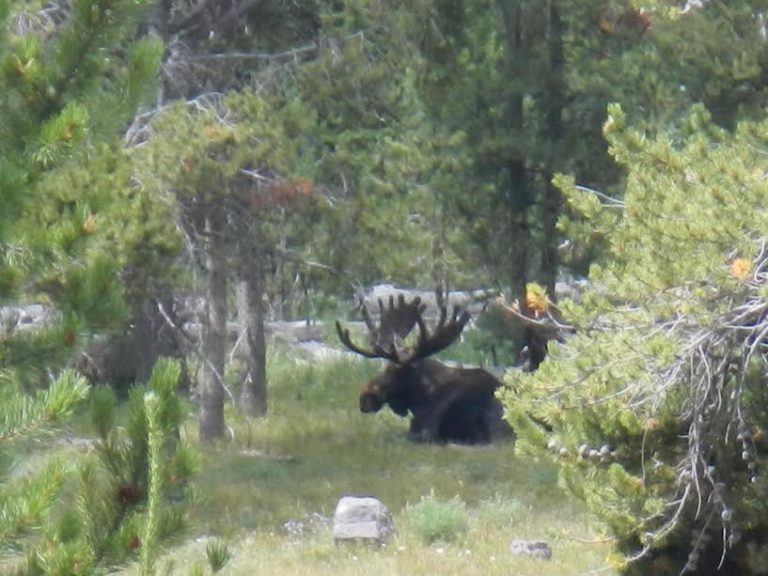 Large Resting Moose - Yellowstone wildlife