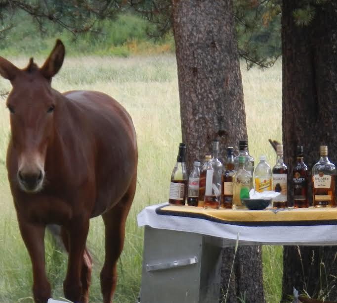Horseback Trips in Yellowstone