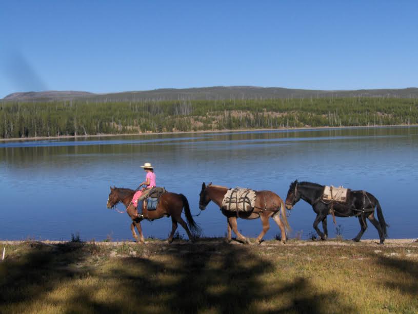 Rider Leading Mules - Yellowstone Horse Pack Trips