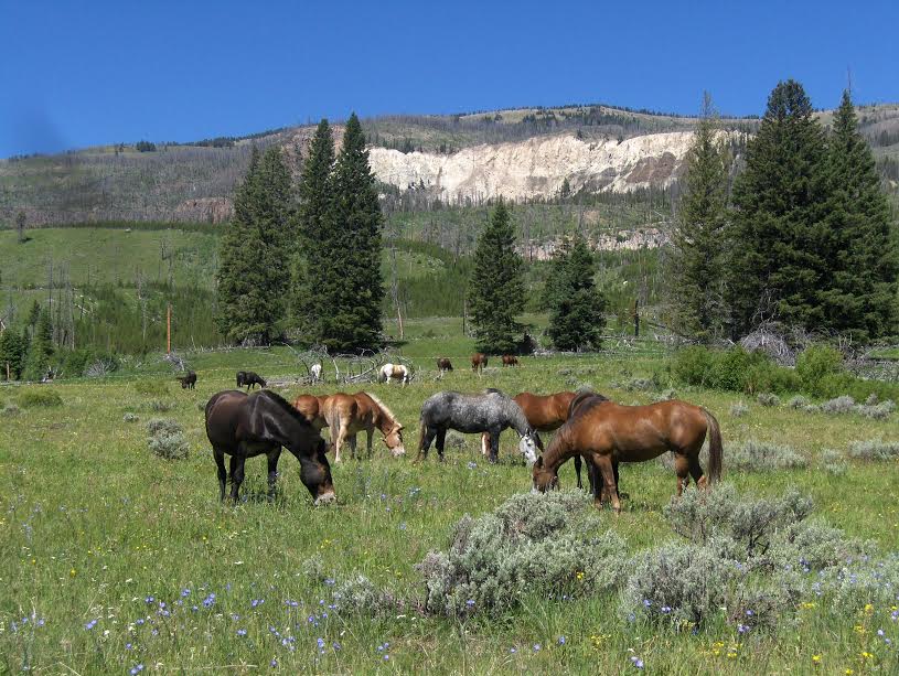 Horses Grazing in the Field - Yellowstone Horseback Riding Trips