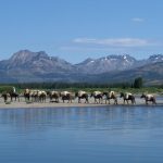 Horses and Mules Leaving the Water - Yellowstone Horse Pack Trips