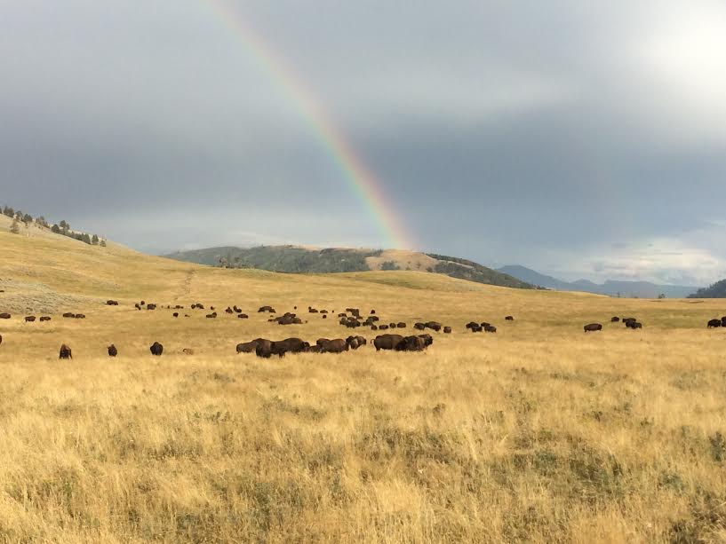 Rainbow Over Field - Bison in Yellowstone