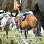 Trio of Horses - Yellowstone Horseback Riding